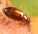 Eusphalerum convexum - photo 3
