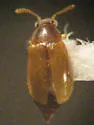 Eusphalerum convexum - photo 4