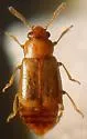 Eusphalerum fenyesi