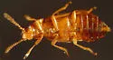 Eusphalerum fenyesi - photo 2