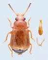 Eusphalerum fenyesi - photo 3