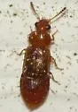 Eusphalerum horni