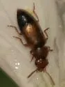 Eusphalerum near-subangulatum