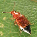 Eusphalerum orientale