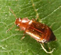 Eusphalerum orientale - photo 2