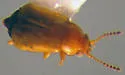 Eusphalerum orientale - photo 3