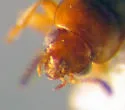 Eusphalerum orientale - photo 4