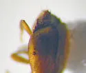 Eusphalerum orientale - photo 5