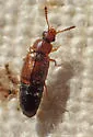 Eusphalerum pilosum