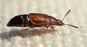 Eusphalerum pilosum - photo 2