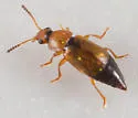 Eusphalerum torquatum - photo 2