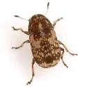 Eusphyrus eusphyroides - Eusphyrus eusphyroides