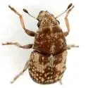 Eusphyrus eusphyroides - photo 2