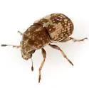 Eusphyrus eusphyroides - photo 3