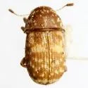 Eusphyrus eusphyroides - photo 4