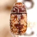 Eusphyrus rectus