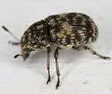 Eusphyrus walshi