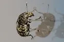 Eusphyrus walshi - photo 4