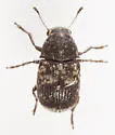 Eusphyrus walshi - photo 5
