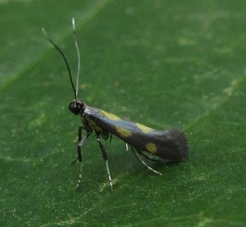 Euspilapteryx auroguttella