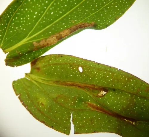 Euspilapteryx auroguttella - photo 2
