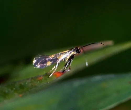 Euspilapteryx auroguttella - photo 3