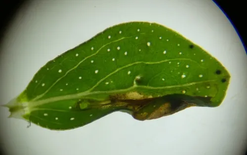 Euspilapteryx auroguttella - photo 4