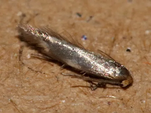 Euspilapteryx auroguttella - photo 6