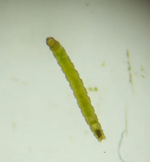 Euspilapteryx auroguttella - photo 7