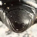 Euspilotus assimilis