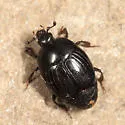Euspilotus assimilis - photo 2