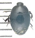 Euspilotus assimilis - photo 3