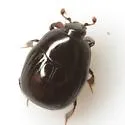 Euspilotus auctus
