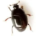 Euspilotus auctus - photo 2