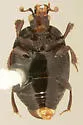 Euspilotus auctus - photo 4