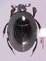 Euspilotus conformis - photo 3