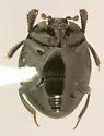 Euspilotus conformis - photo 4