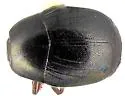Euspilotus incertus