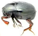 Euspilotus incertus - photo 2