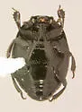 Euspilotus placidus - photo 3