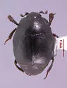 Euspilotus rossi - photo 2