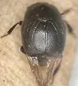 Euspilotus rossi - photo 4