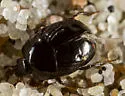 Euspilotus scissus