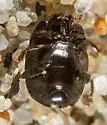 Euspilotus scissus - photo 2