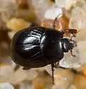 Euspilotus scissus - photo 3