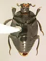 Euspilotus simulatus - photo 2