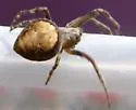 Humpbacked Orbweaver
