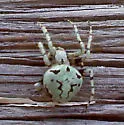 Humpbacked Orbweaver - photo 2