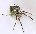Humpbacked Orbweaver - photo 3