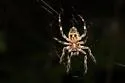 Humpbacked Orbweaver - photo 4